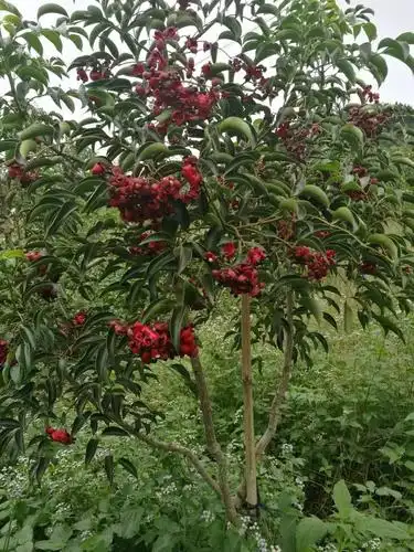 鄂西红豆小叶红豆福建山樱花福建新常态园林绿化有限公司