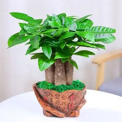 发财树懒人盆栽转运摇钱树绿植盆景办公办公室室内绿植