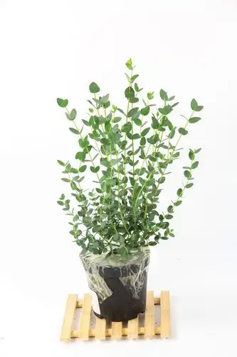 尤加利的花语和寓意