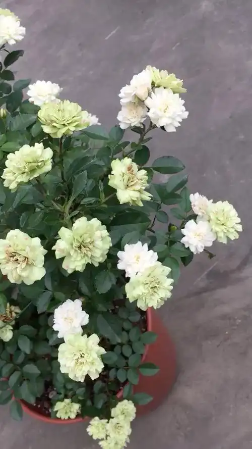 我的月季花:绿冰.