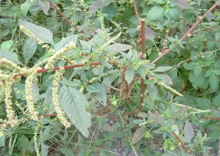 农民讨厌的野草,曾拿来喂猪,如今变成营养野菜,一斤卖15元