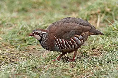 红腿石鸡_红脚石鸡_成年_走_农场_莱斯特_英格兰_英国_欧洲_图片大全