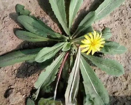 蒲公英长什么样(一文带你正确识别蒲公英样貌)