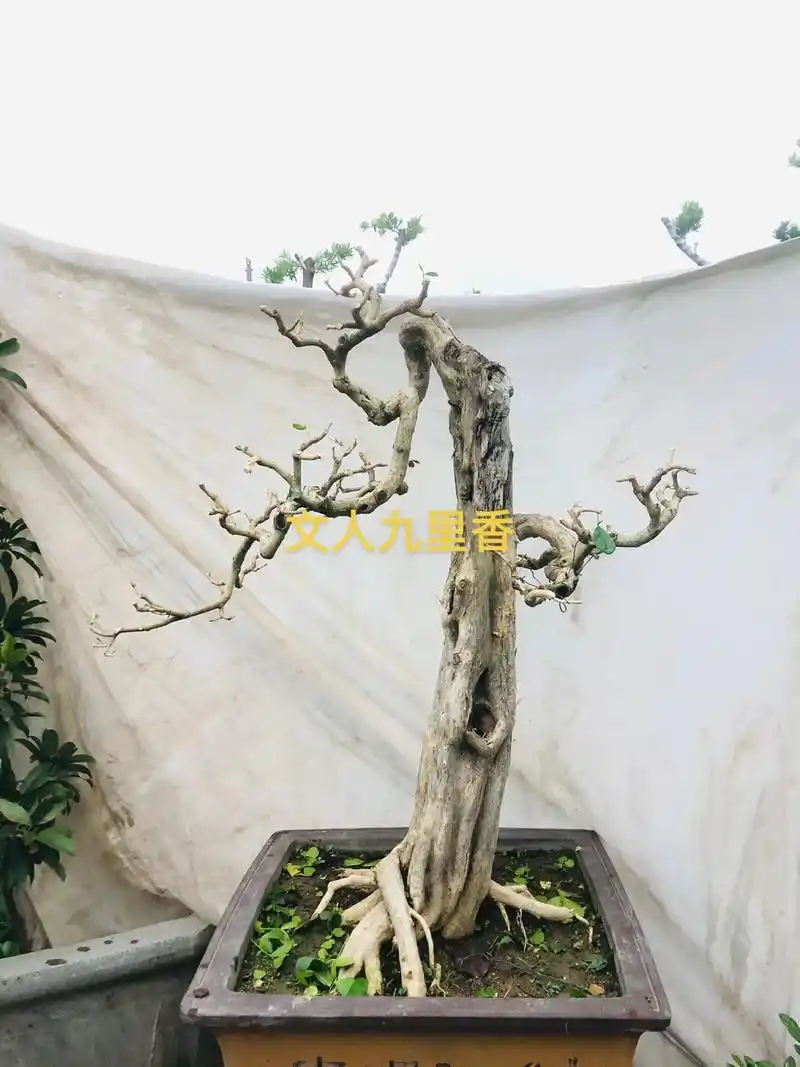 精品文人九里香#精品盆景 #别墅庭院植物 #基地直发 - 抖音