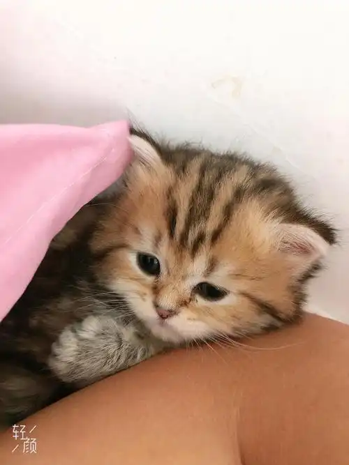 深圳龙华长毛黑金虎斑妹妹找家长英短黑金渐层虎斑纹少见色有喜欢的来