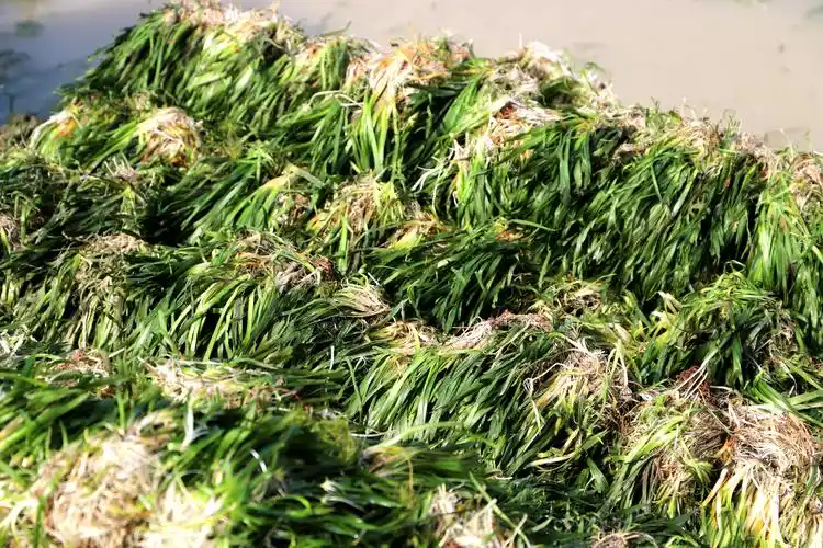 详情眼下正是矮苦草收获移植时节,桠溪街道田福水草专业合作社栽种的