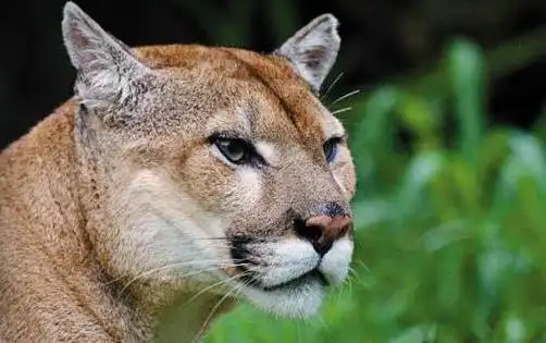 最大的猫科动物体重达到725公斤