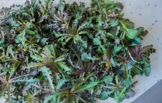 可以煎汤服用,也可以煎汤熏洗,都具有很高的药用价值