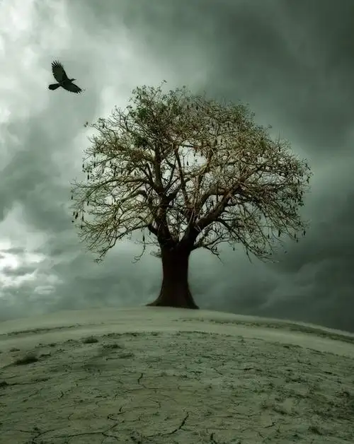 路边有树,各种树,只是没有孤独的树.