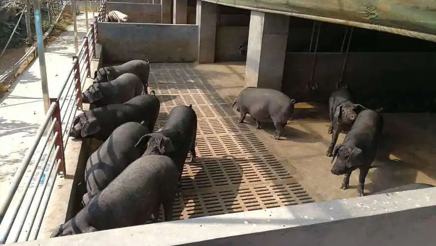 大美山土猪养殖基地参观记!