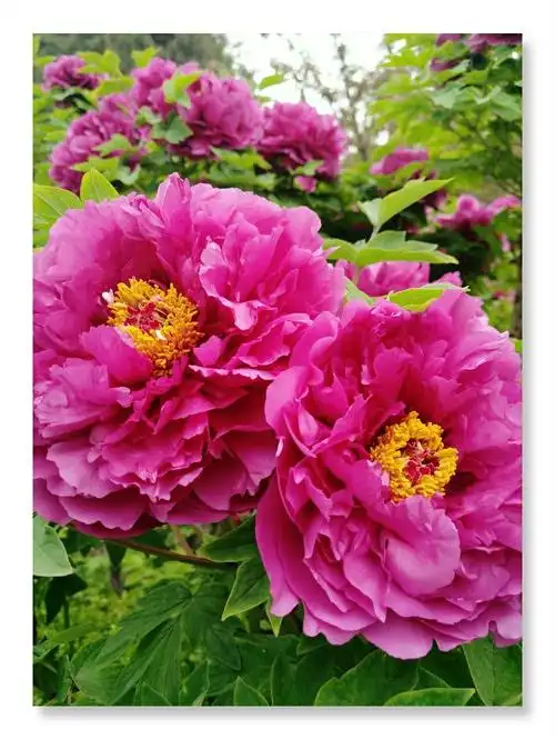 牡丹素有"国色天香","花中之王〃美称,被誉为富贵吉祥繁荣兴旺的象征.