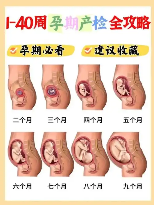 孕期必看60151-40周孕期产检全攻略73建议收藏