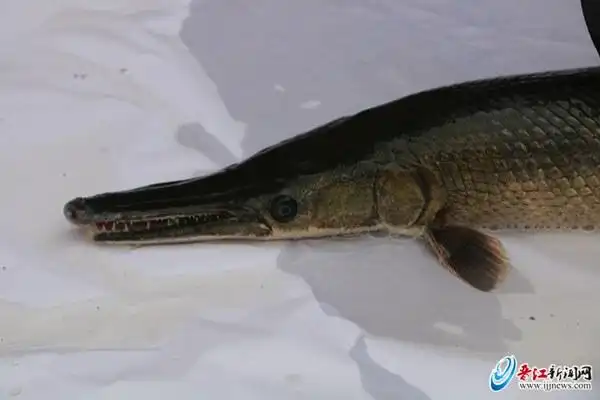 晋江内坑一鱼塘"蹦出"一条大怪鱼 系世界十大猛鱼之一雀鳝 有剧毒