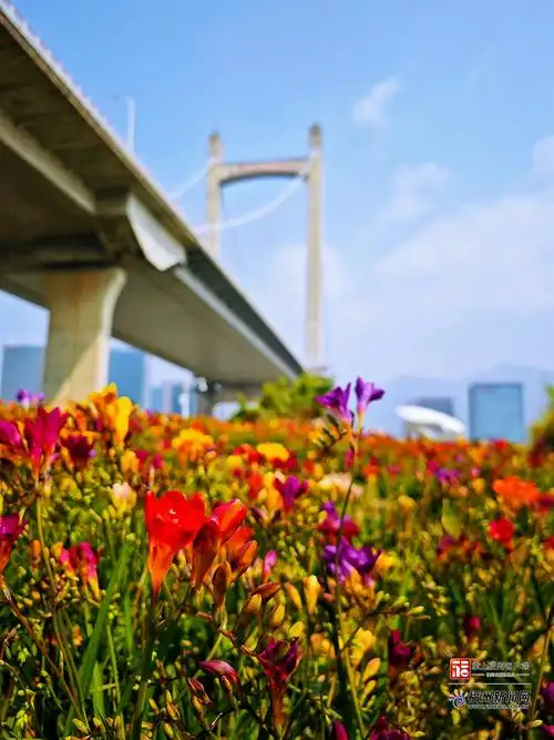 福州花海公园"上新"!绝美小苍兰首次亮相市区