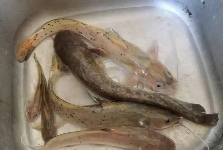 人工养殖的也可以满足你的味蕾芝麻剑鱼的繁殖速度,并不像四大家鱼