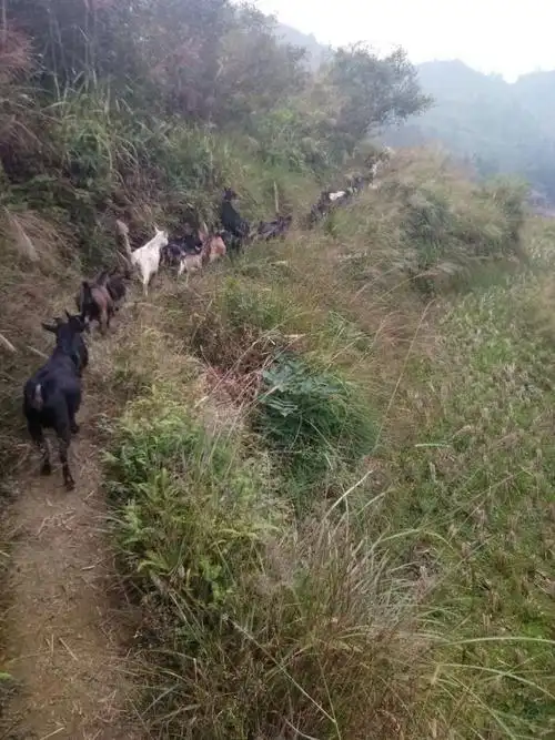 [土羊批发] 土山羊活羊贵州黔东南从江特产本地羊土
