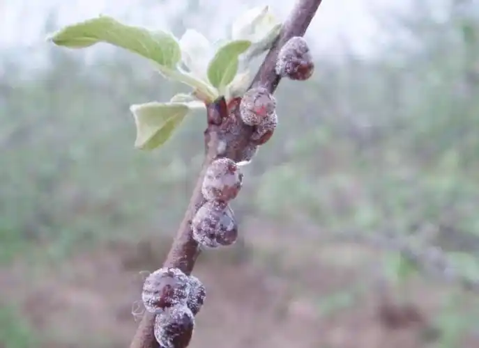 苹果虫害名录(含高清图)
