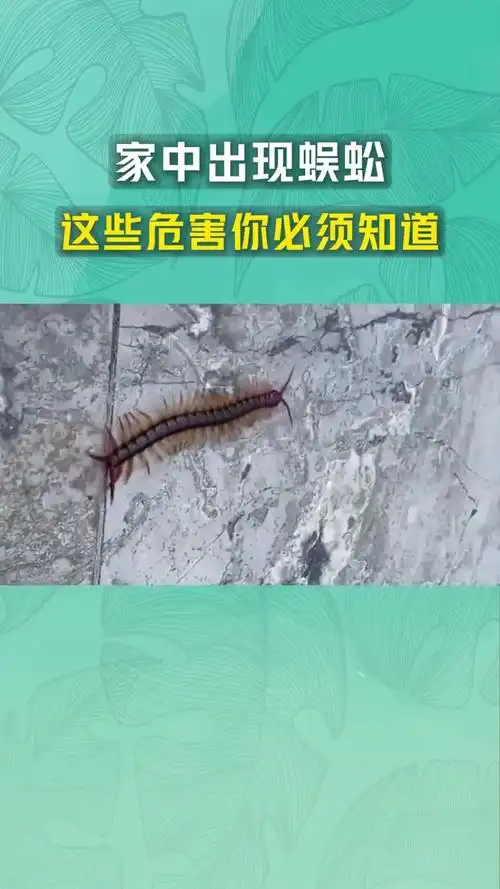 阴雨连绵家里现蜈蚣,多足爬虫成噩梦!