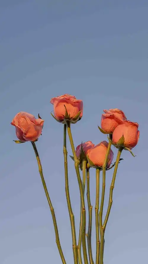 浪漫治愈唯美迷人玫瑰花