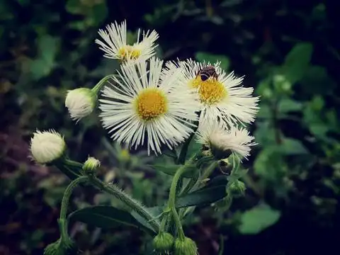 大花飞蓬摄影图__花草_生物世界_摄影图库_昵图网nipic.com
