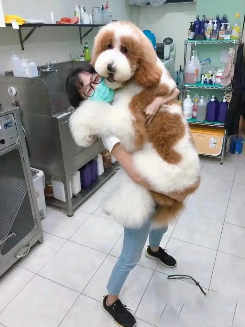 捡漏买了只红白片花巨贵弟弟 凌晨逛,刷到这只修狗就心动了,(图二)