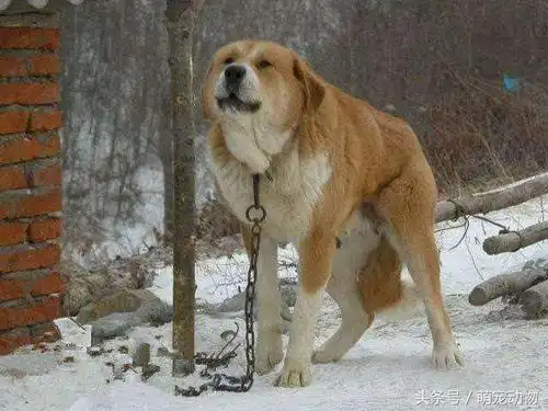 东北民间大笨狗, 高大威武有灵性, 如今在北方也难寻其踪迹