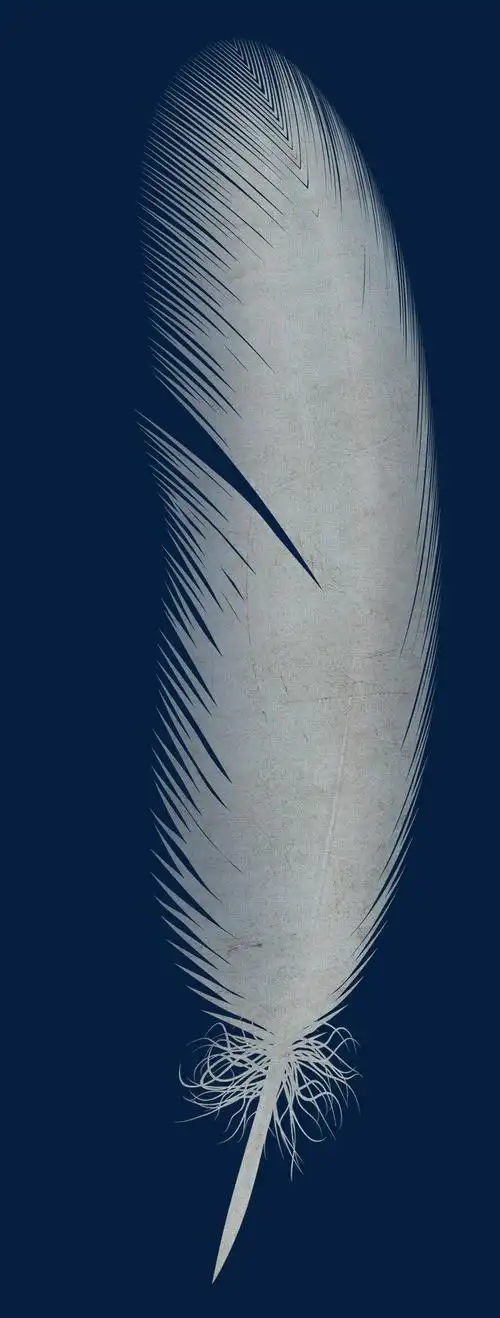 彩色羽毛翅膀素材 羽毛