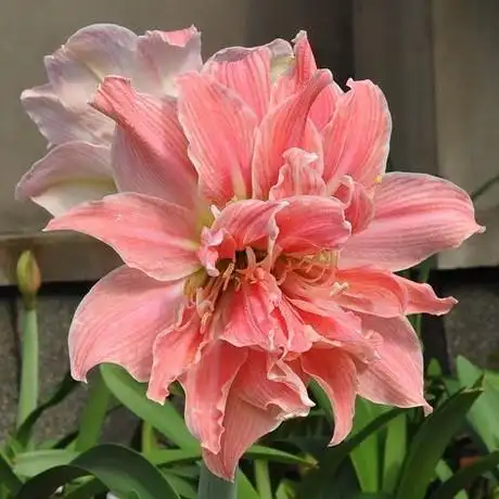 荷兰进口正品 重瓣洋朱顶红 甜蜜妮芙 11月底到货 买3个以上包邮