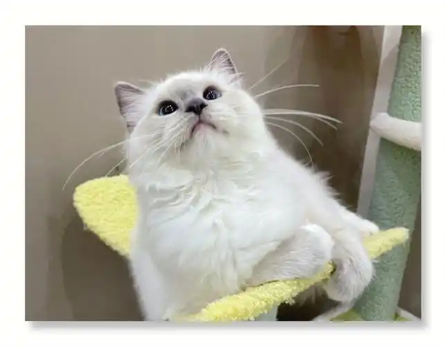 猫咪信息蓝重点手套布偶