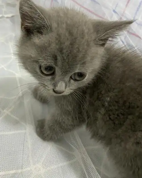 是纯种的蓝猫吗