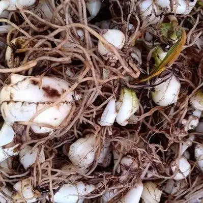 毛慈菇价格行情