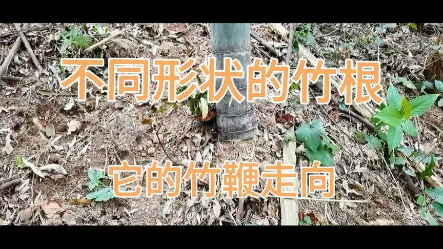 挖冬笋怎样看不同形状的竹根的竹鞭走向?今天带大家了解一下