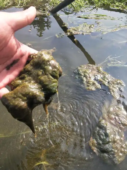 河蟹塘里的青苔为什么会年年都长,你的处理方法对不对?