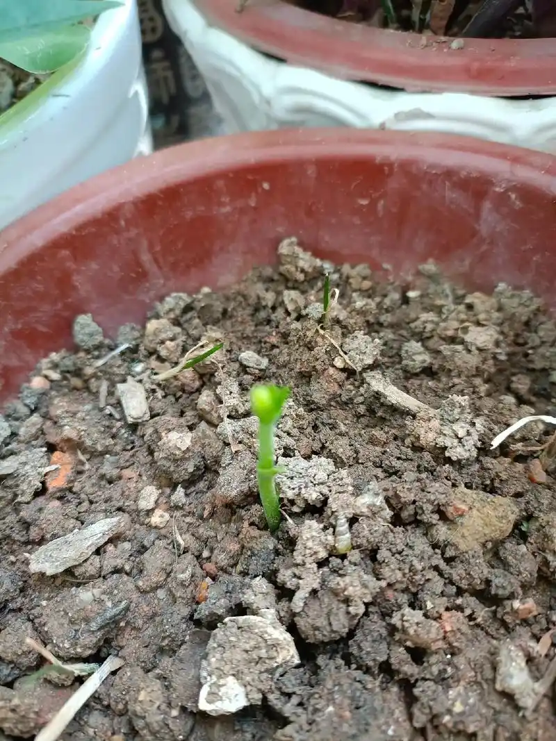 种子发芽 ,菠萝蜜小树苗成长日记…… - 抖音