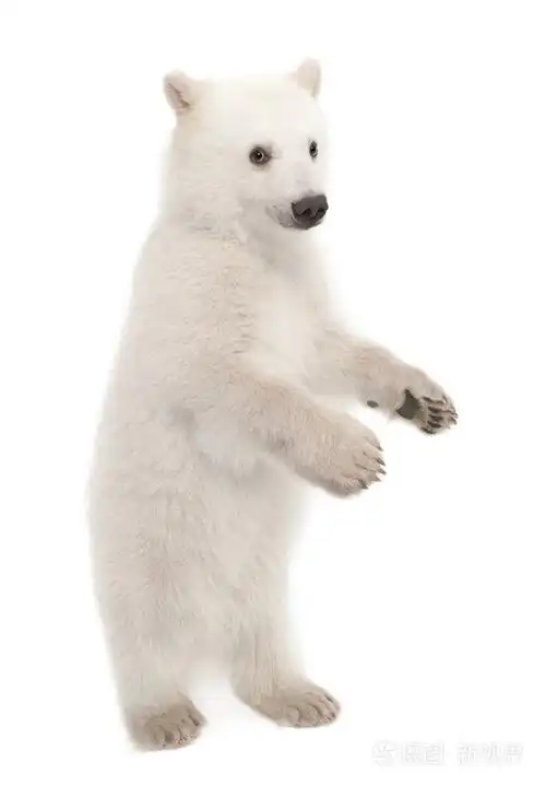 北极熊幼仔熊类绕杆菌6个月大白色背景的肖像