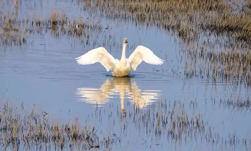 南京石臼湖的小天鹅