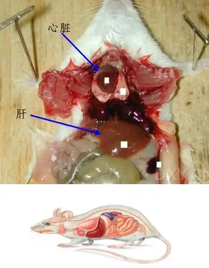 【求助】小鼠心脏图