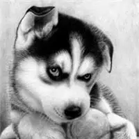 微信头像萌宠搞笑图片【点击鼠标右键下载】