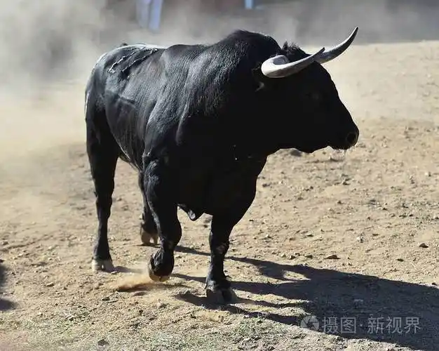 西班牙的公牛在斗牛中奔跑照片-正版商用图片13lmr2-摄图新视界