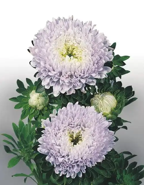 热销推荐怎么你们都叫翠菊