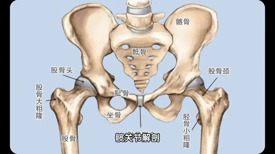 髋关节解剖