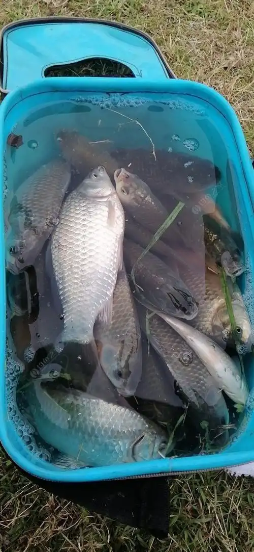 今天钓鱼人多的很,美的很.