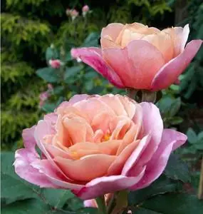 遥远的鼓声月季