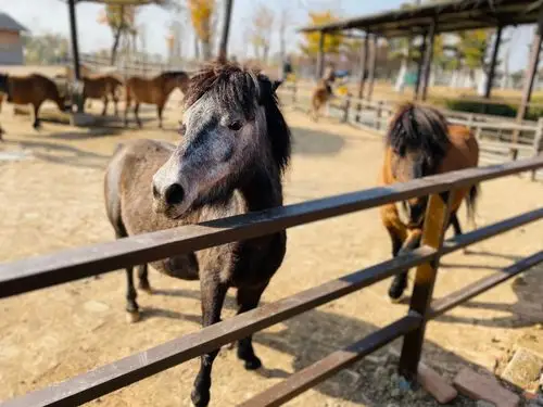 精心香榭华都幼儿园研学游——宿州野生动物园,植物园圆满结束