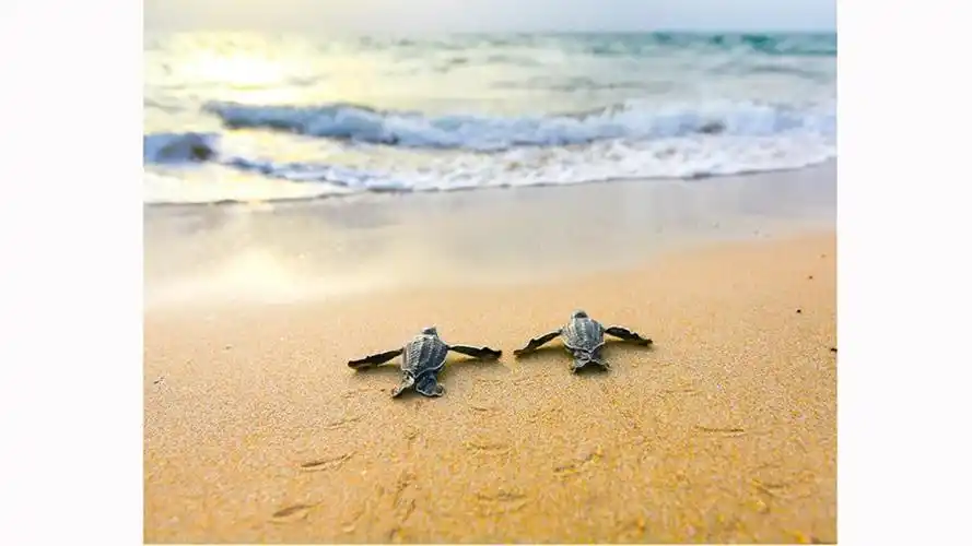 从动物到风景 美国史密森尼摄影大赛公布部分入围作品