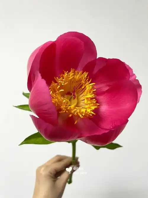 国产进口品种单瓣芍药火焰flame