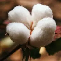 丰收的棉花白如云qq头像图片如云如雪大丰收我家乡的我拍的