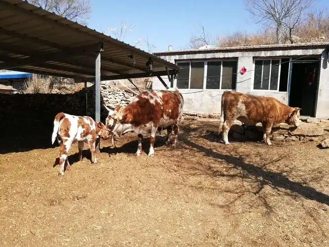 母牛爱怜地舔着小牛.多么温馨的画面.
