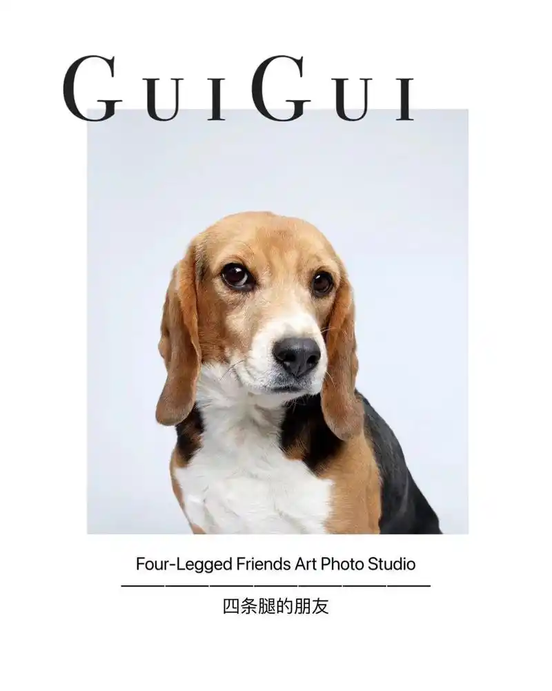 好喜欢龟龟的大耳朵."遇见一只特别的小狗狗,名叫龟龟,曾经是 - 抖音