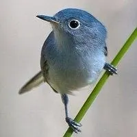 可爱的小鸟头像_微信头像图片大全